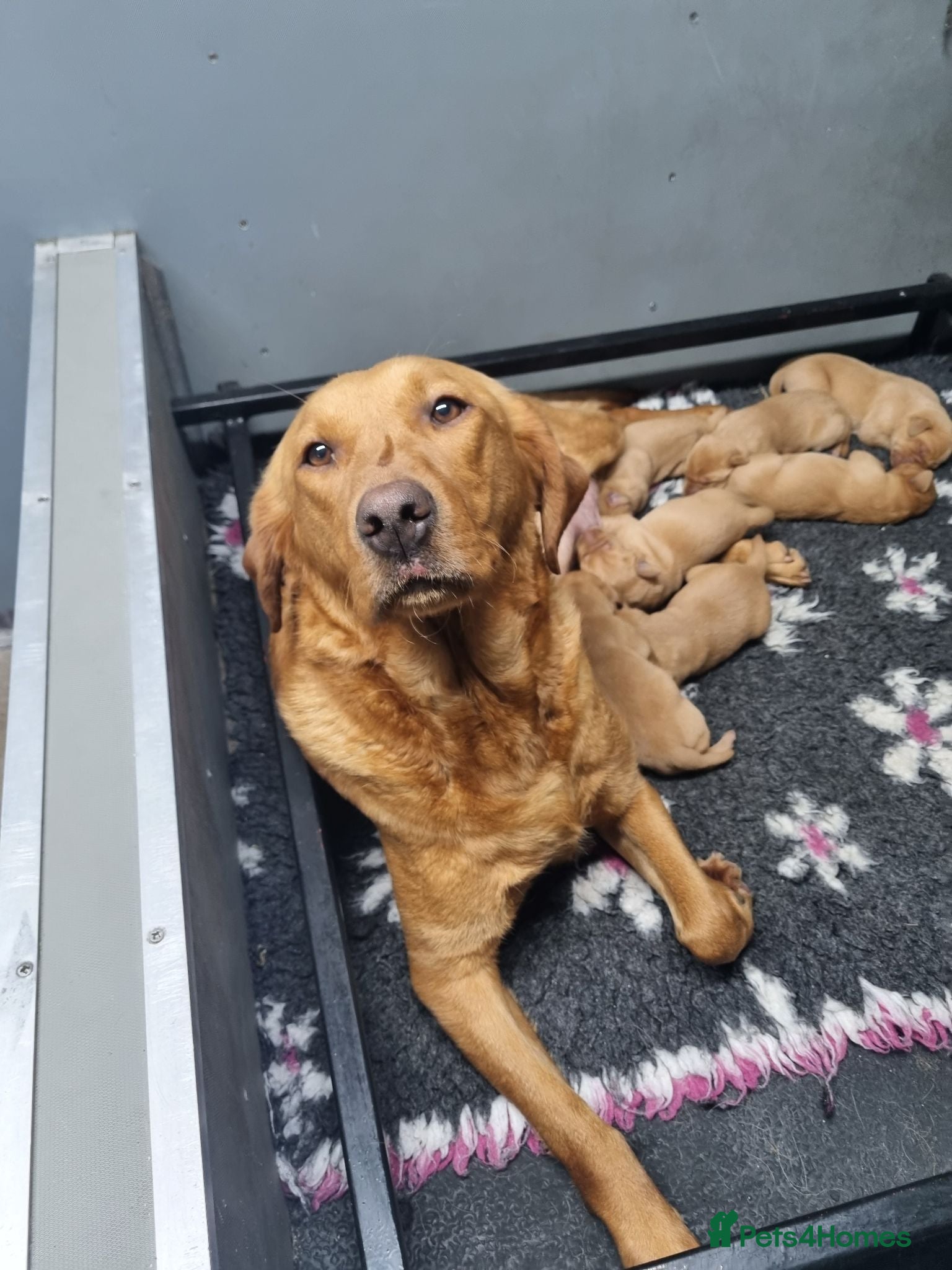 Labrador Retriever dogs KC Fox Red Labrador Puppies  - Advert 1