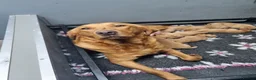 Labrador Retriever dogs for sale: KC Fox Red Labrador Puppies  - Advert 2