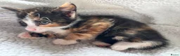 British Shorthair cats for sale: 3 gorgeous kittens  - Advert 7