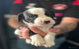 Mixed Breed dogs for sale: American bulldog (not bully) x cocker spaniel  - Image 11