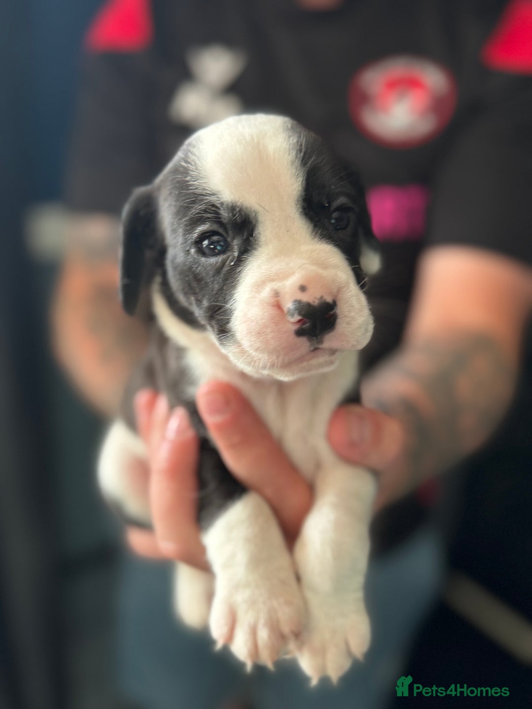Mixed Breed dogs for sale: American bulldog (not bully) x cocker spaniel  - Image 11