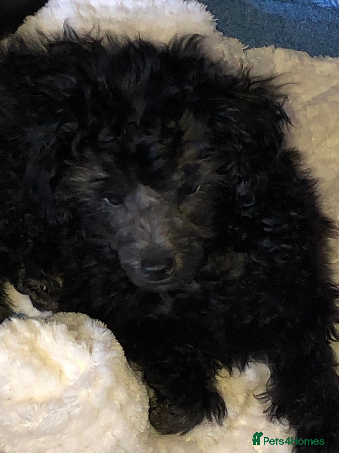 Toy Poodle dogs for sale: Teddy is ready to go! - Advert 8