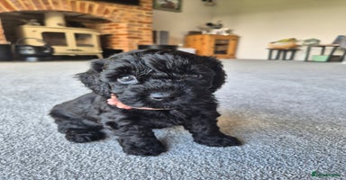 Cockapoo dogs - Advert 3