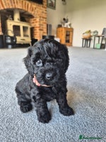 Cockapoo dogs - Advert 3