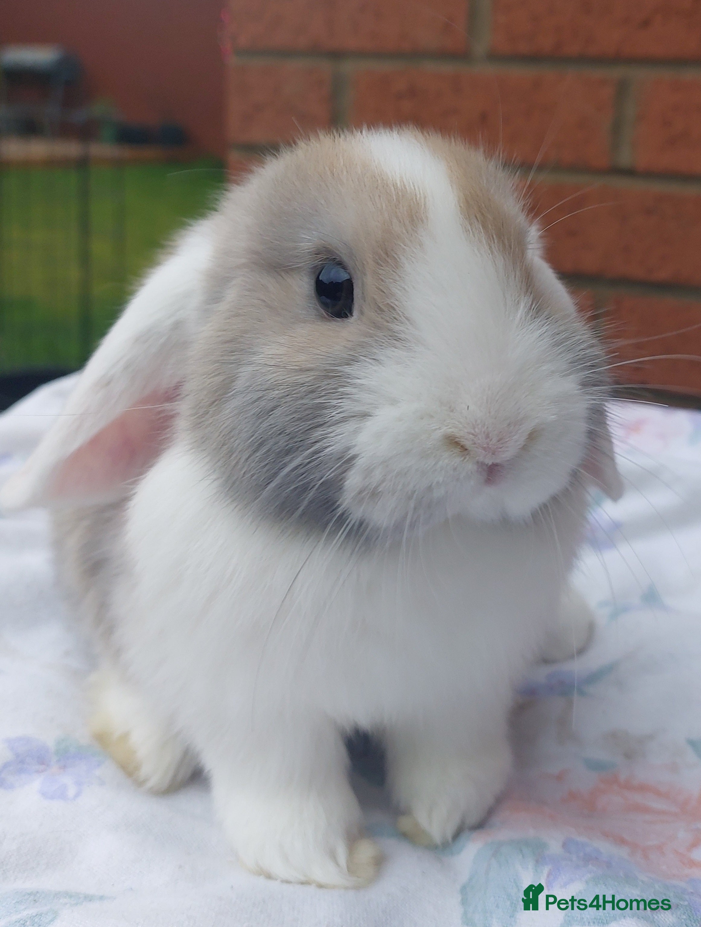 Mini Lop rabbits ☆ Gorgeous White Ear Split Baby Mini Lops ☆ - Advert 8