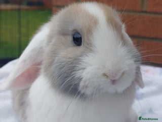 Mini Lop rabbits ☆ Gorgeous White Ear Split Baby Mini Lops ☆ - Advert 1