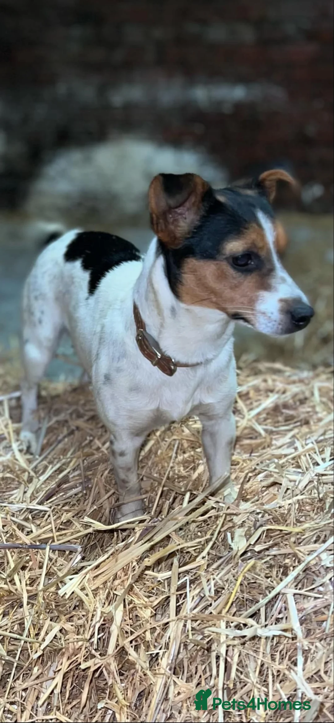 Jack Russell dogs for sale: DOCKED/ SMOOTH COAT/ SHORT LEG JACK RUSSELS - Advert 2