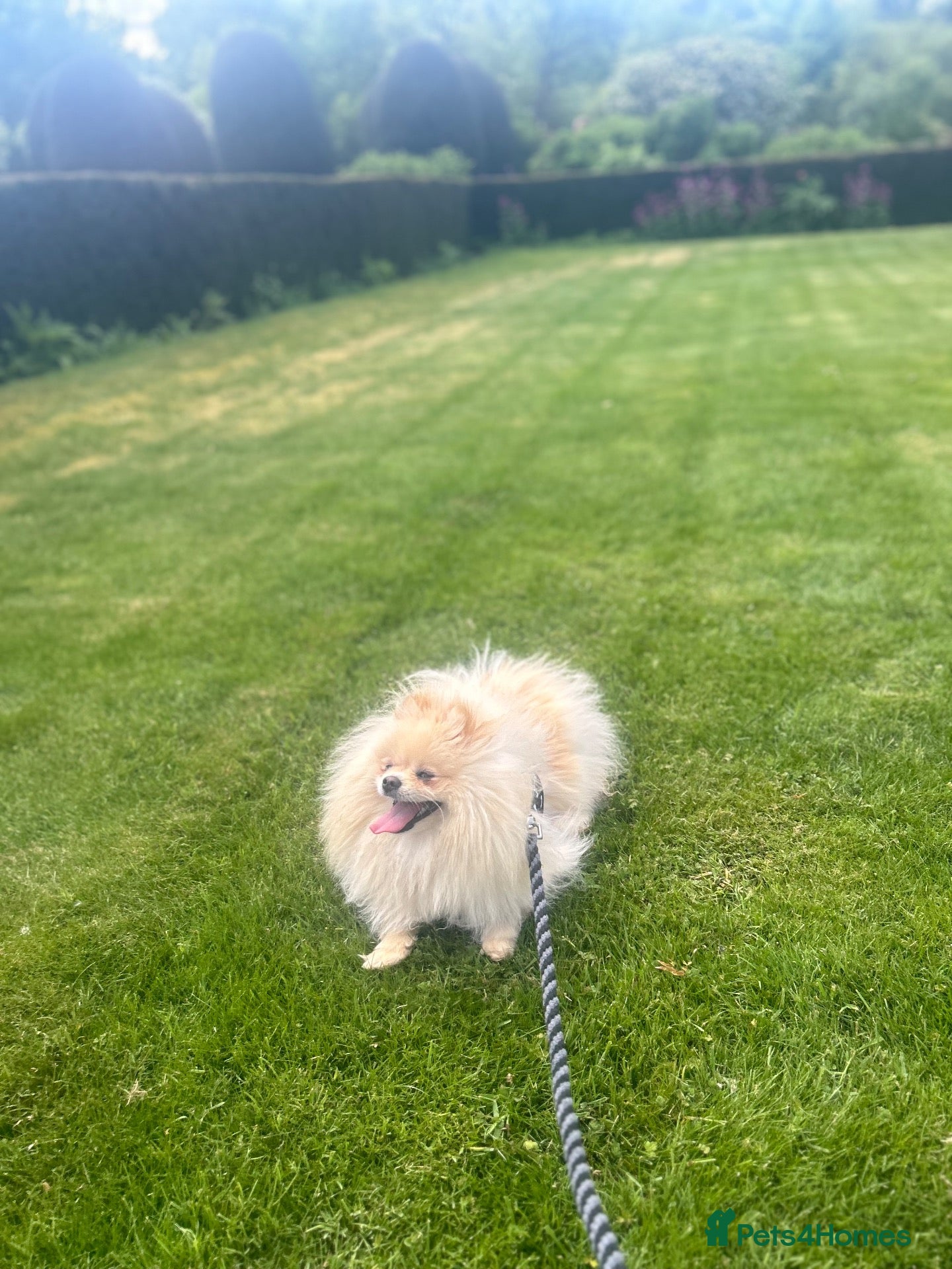 Pomeranian dogs Top blood lines Pomeranian male for sale - Advert 1
