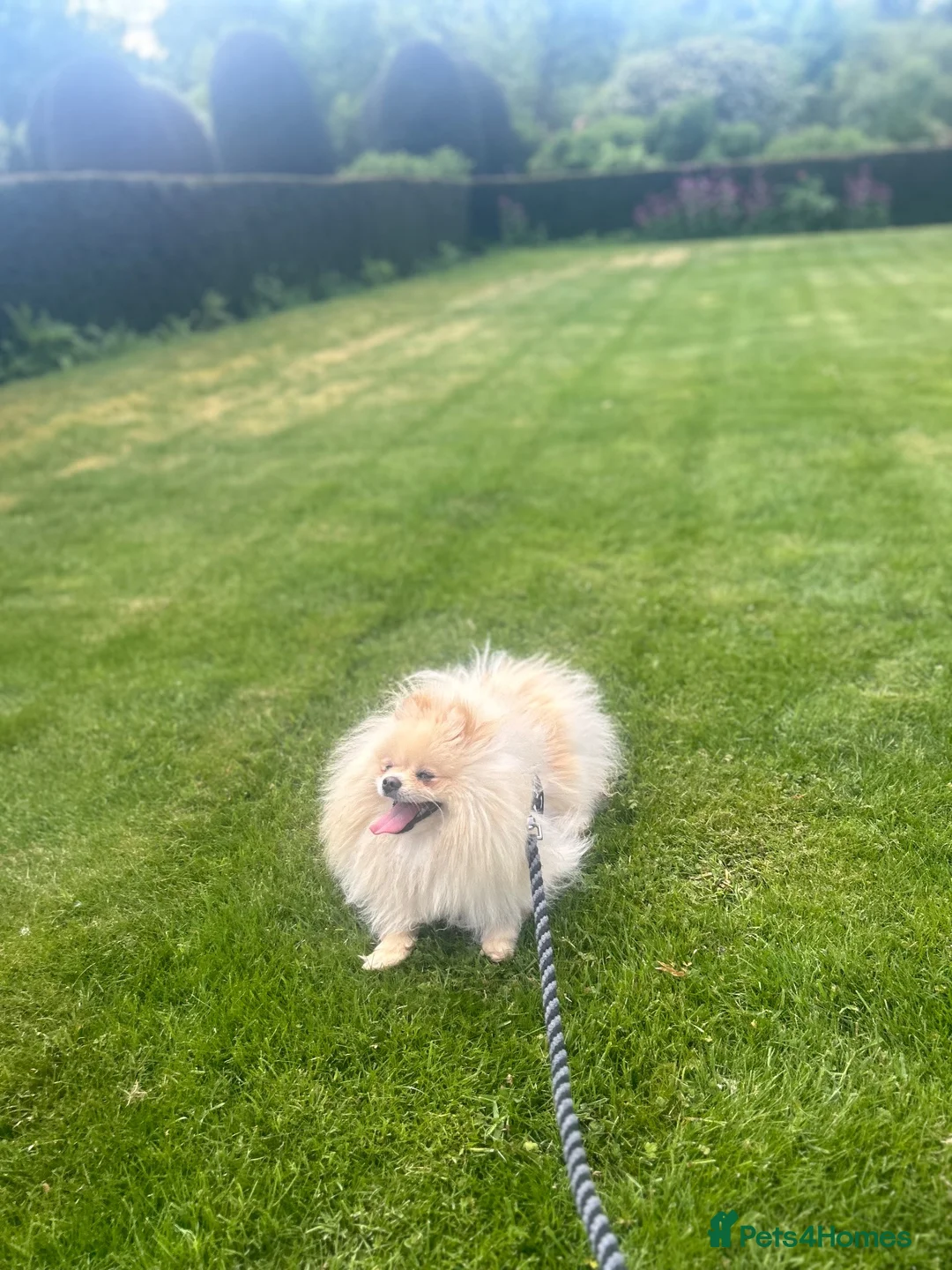 Pomeranian dogs for sale: Top blood lines Pomeranian male for sale in Carlisle - Advert 1