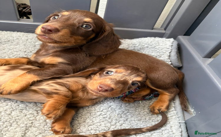 Miniature Dachshund dogs - Advert 4
