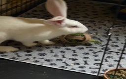 Continental Giant rabbits for sale: Continental Giant  - Image 1