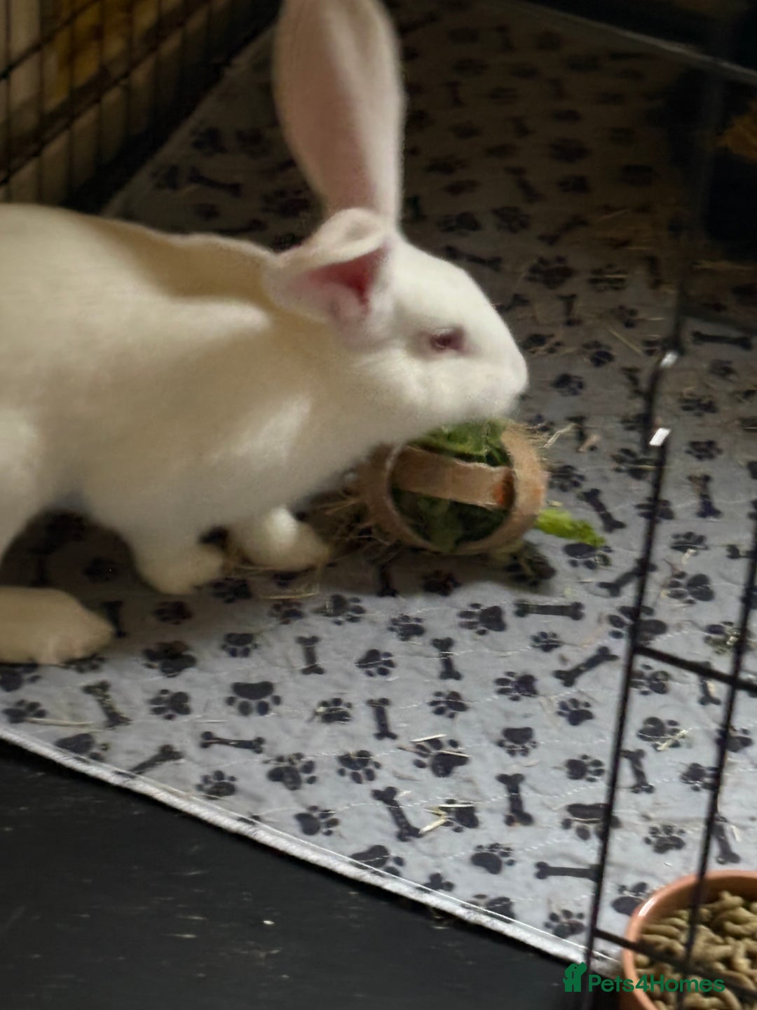 Continental Giant rabbits for sale: Continental Giant  - Image 1