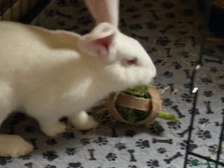 Continental Giant rabbits - Advert 1