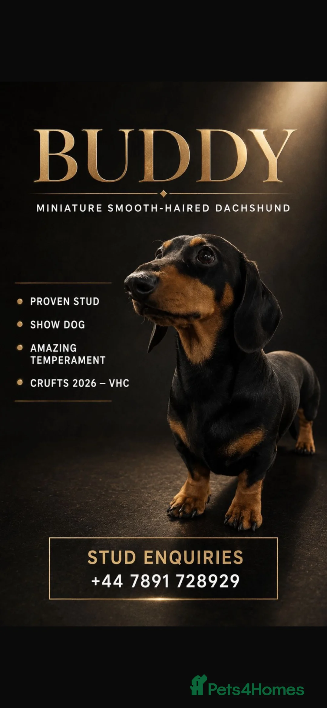 Miniature Dachshund dogs for stud:     KC Proven Mini Dachshund Stud, 31 Champions - Advert 1