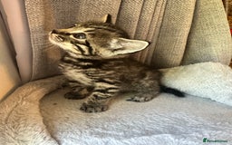 Mixed Breed cats for sale: Adorable Playful Happy Mixed breed kittens - Image 26