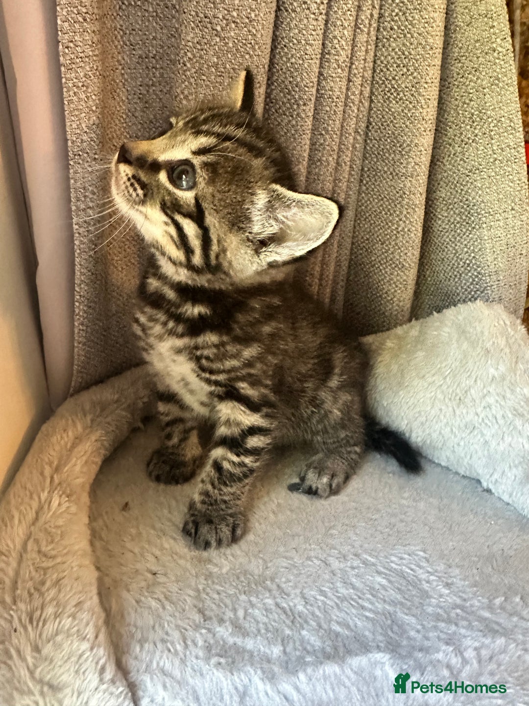 Mixed Breed cats for sale: Adorable Playful Happy Mixed breed kittens - Image 26