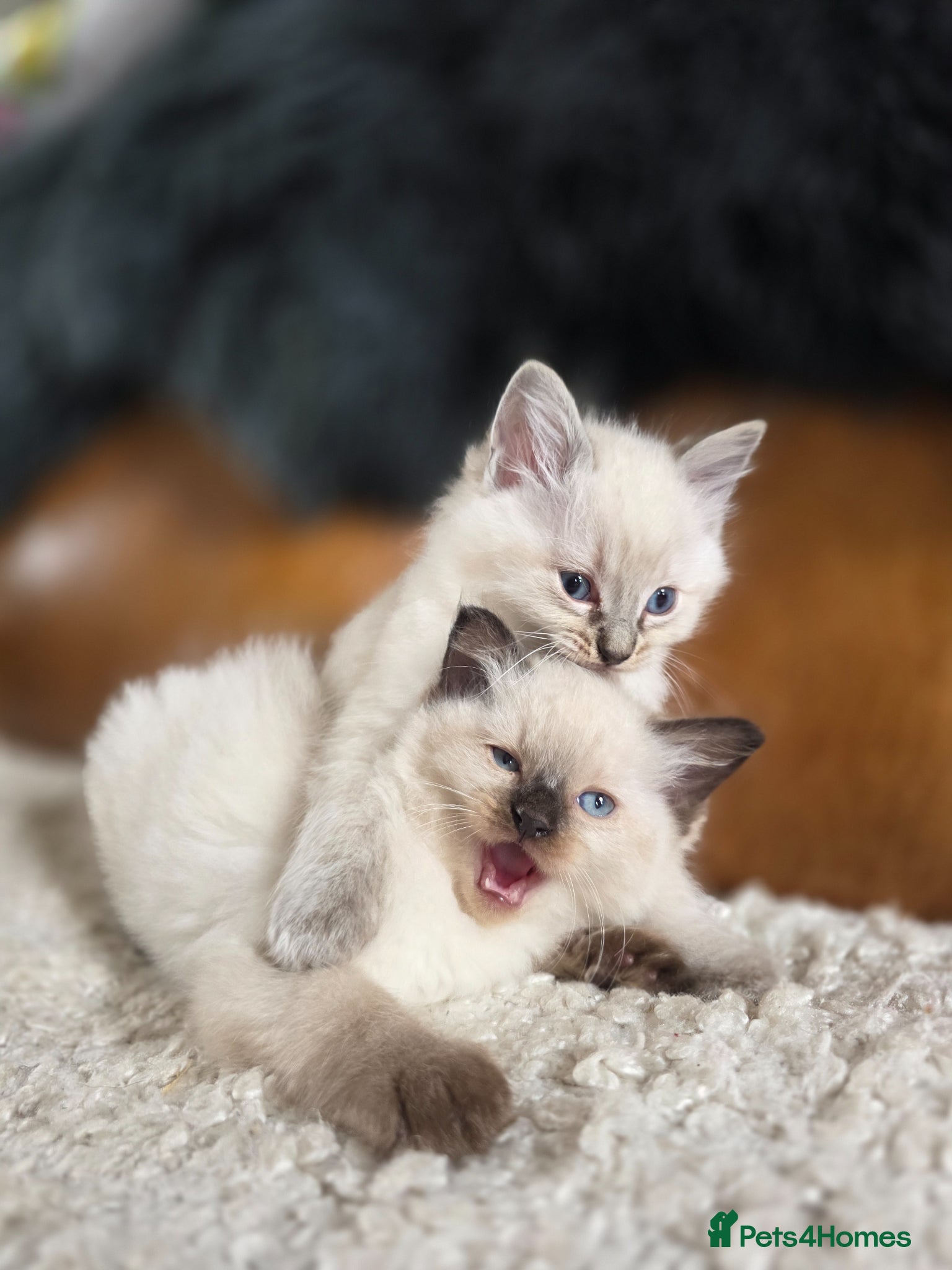 Ragdoll cats Beautiful Ragdol Kittens  - Advert 1