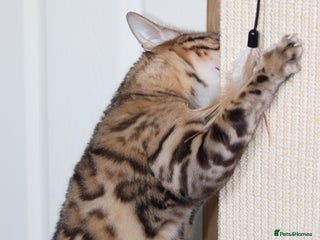 Bengal cats ❤️🔥ACTIVE Imported❤️🔥SealSepia Bengal–TICA,GCC - Advert 2