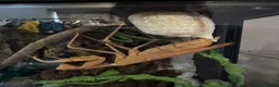 Praying Mantis invertebrates for sale: Various species available  - Advert 5