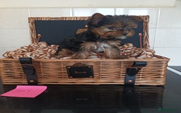 Yorkshire Terrier dogs for sale: Yorkshire terrier puppies  - Image 1