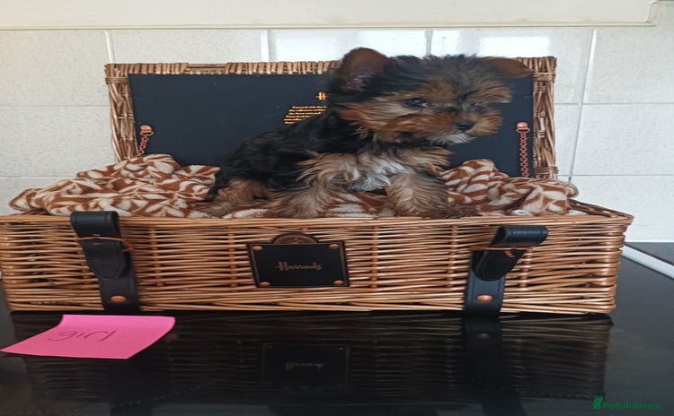 Yorkshire Terrier dogs - Advert 4