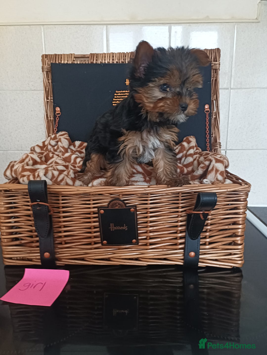 Yorkshire Terrier dogs for sale: Yorkshire terrier puppies  - Image 1