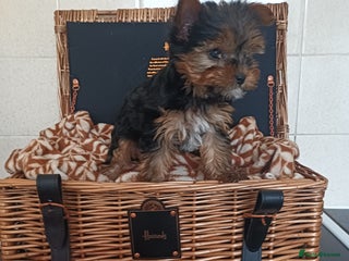 Yorkshire Terrier dogs - Advert 23