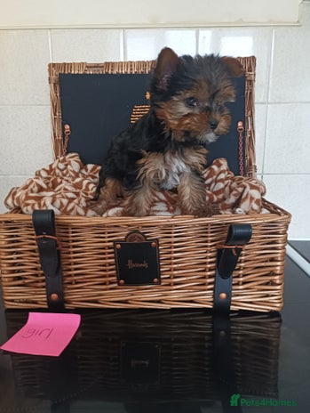 Yorkshire Terrier dogs - Advert 3