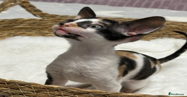 Mixed Breed cats 🌟Beautiful Cornish Rex kittens for Reservation 🌟 - Advert 5