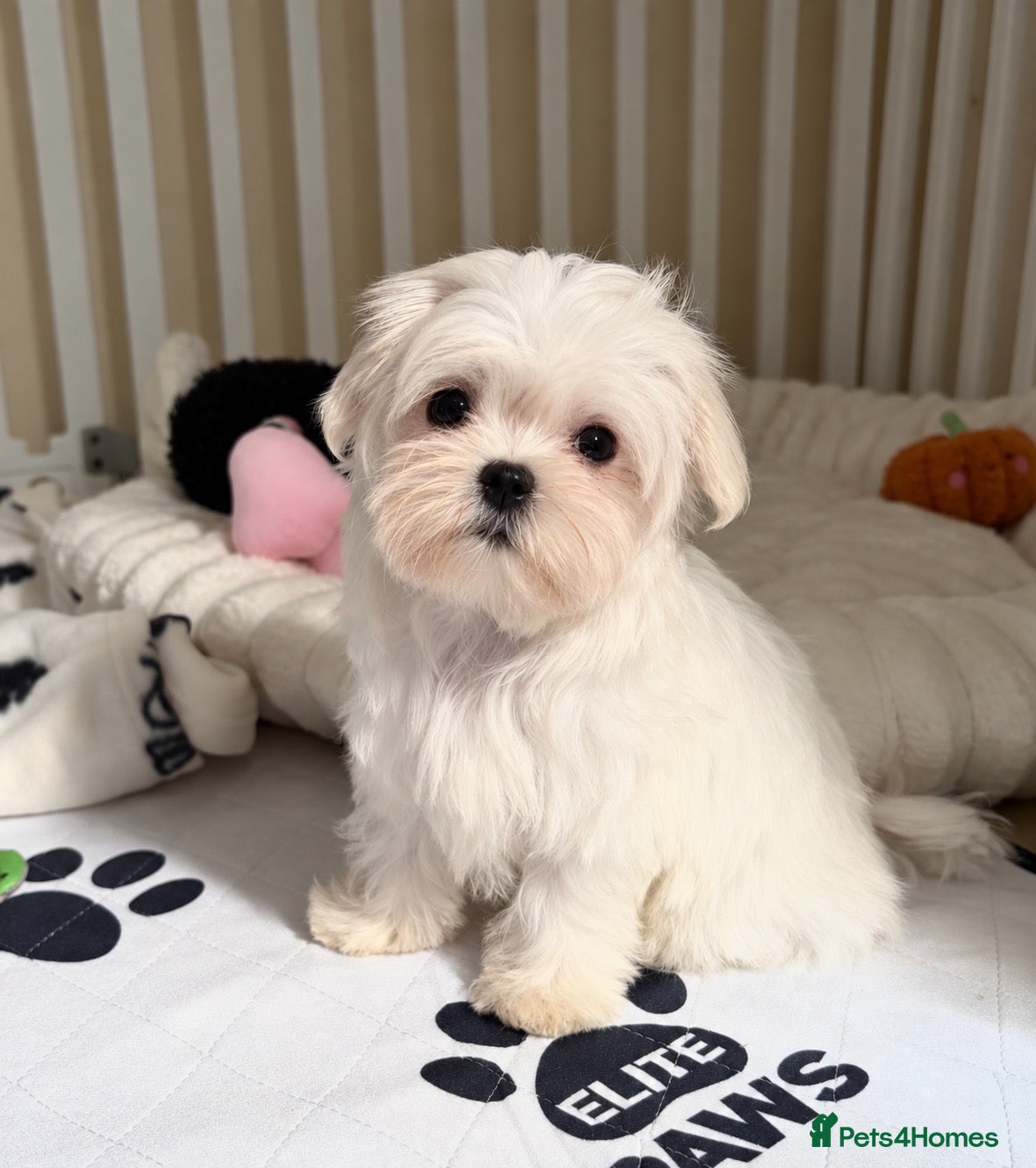 Maltese dogs KC Korean line toy/mini maltese puppies - Advert 1