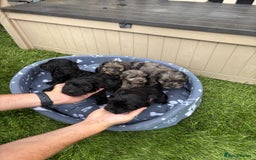 Cockapoo dogs for sale: Gorgeous cockapoo puppies - Image 30