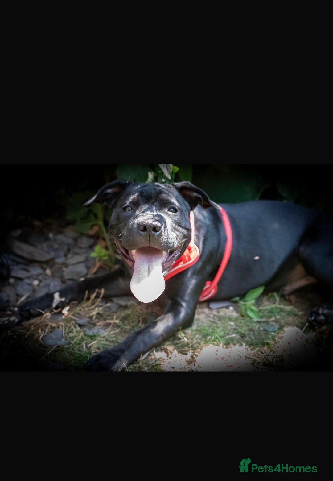 Staffordshire Bull Terrier dogs for sale: Staffordshire Bull Terrier For sale - Advert 4