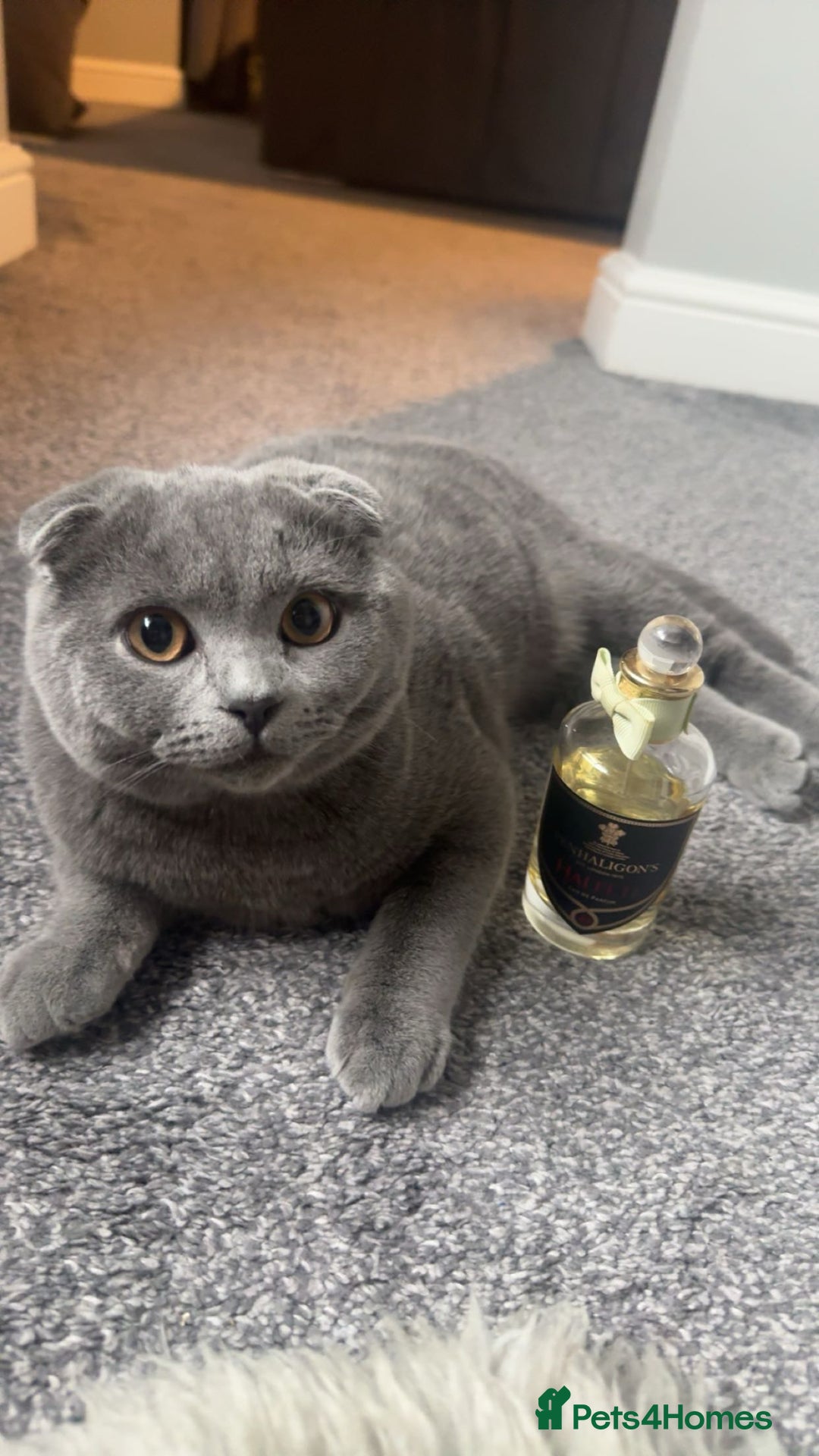 Scottish Fold cats for sale: Scottish Fold Kittens – Raised in our Family Home  - Advert 16