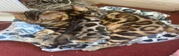 Bengal cats for sale: baby bengal male - Advert 17
