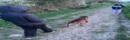 Staffordshire Bull Terrier dogs for sale: 2 1/2 year old male Staff in Witney - Advert 16