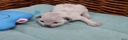 Devon Rex cats for sale: Pedigree Devon Rex Kittens - Advert 6