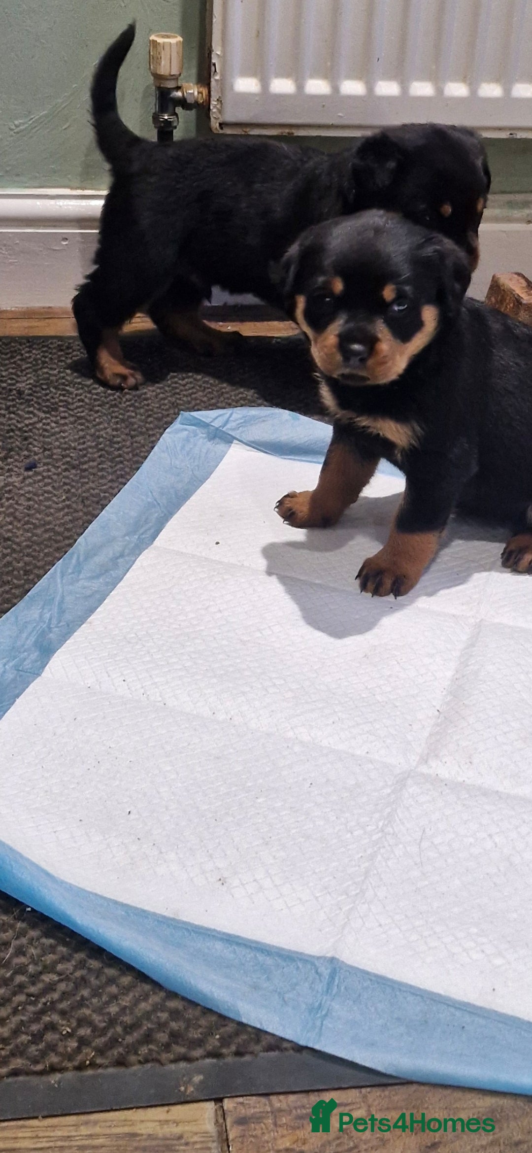 Rottweiler dogs for sale: Fabulous German bloodline pups - Image 16