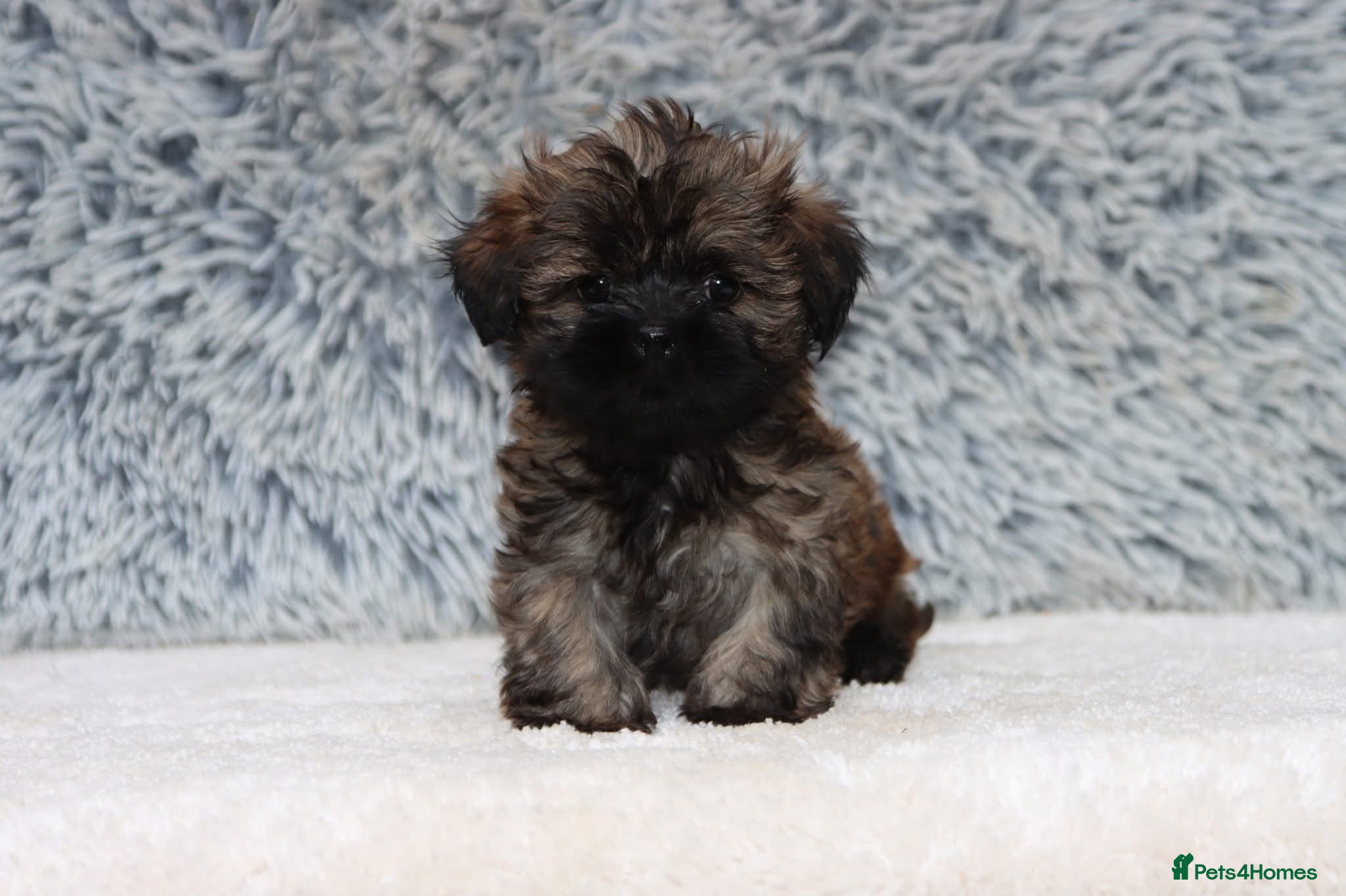 Lhasa Apso dogs 5 beautiful lahsa apso male pups for sale  - Advert 2