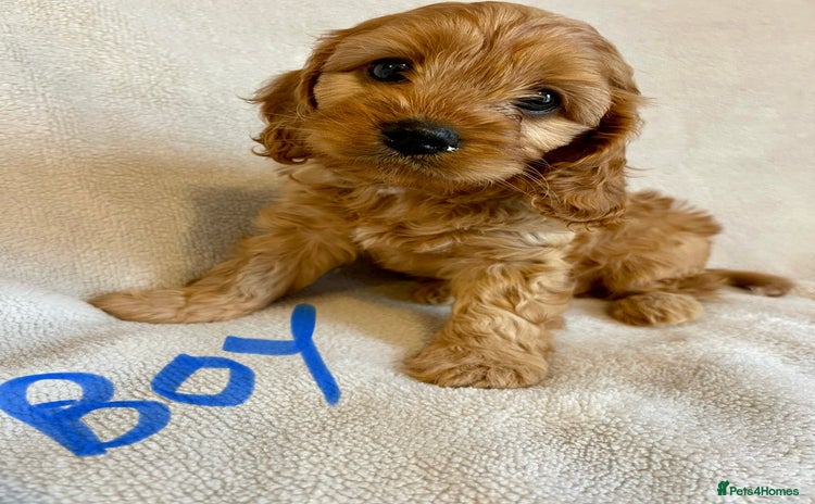 Cavapoo dogs - Advert 7