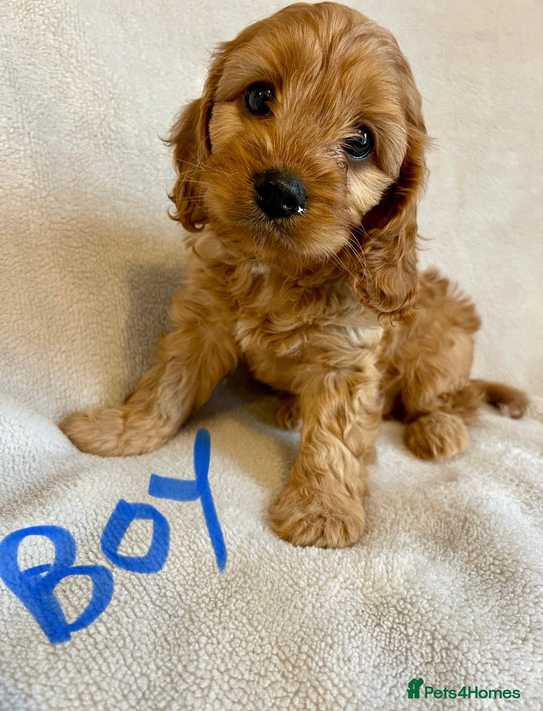 Cavapoo dogs for sale: Cavapoo pups - Image 1