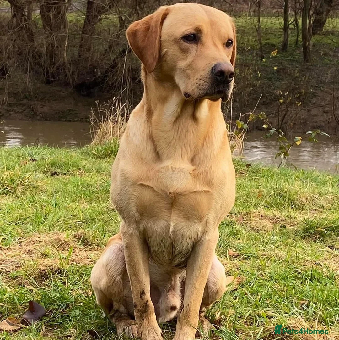 Labrador Retriever dogs for stud: FTW & OFT award winner Fyrish Monkey Nut @ Koromas in Durham - Advert 5