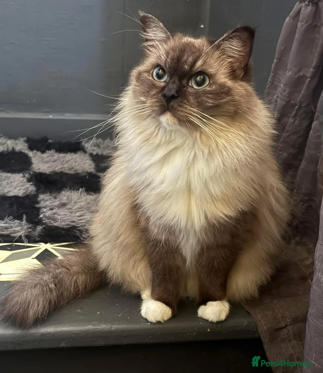 Ragdoll cats for sale: Cherubim ragdoll  - Advert 2