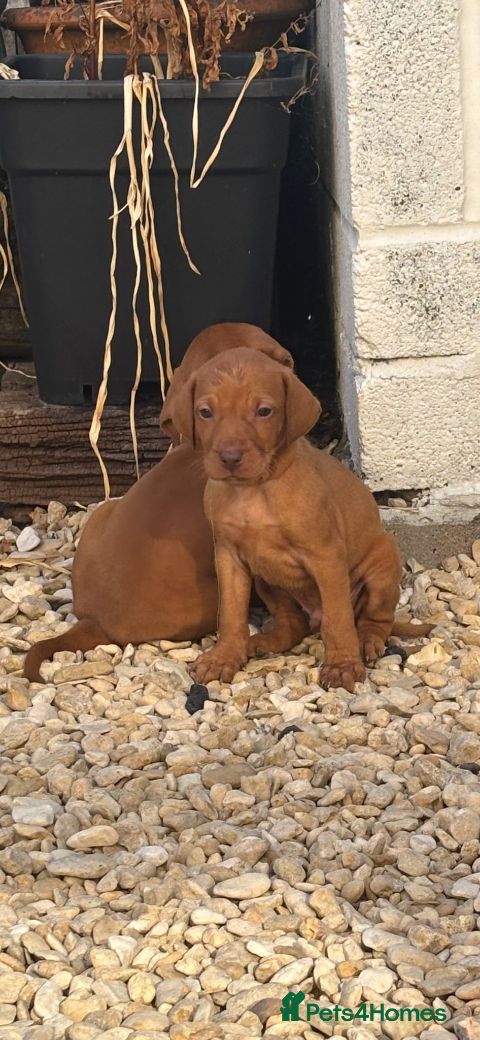 Hungarian Vizsla dogs Hungarian viszla puppies  - Advert 1