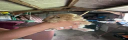 Mini Lop rabbits for sale: Girl Mini Lop for sale in Scunthorpe - Advert 4