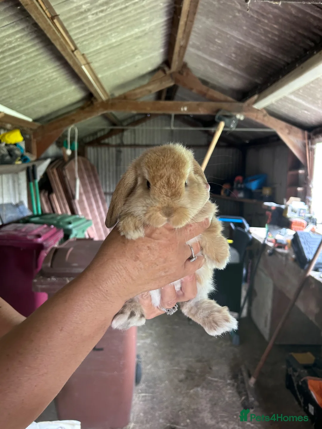 Mini Lop rabbits for sale: Girl Mini Lop for sale in Scunthorpe - Advert 4