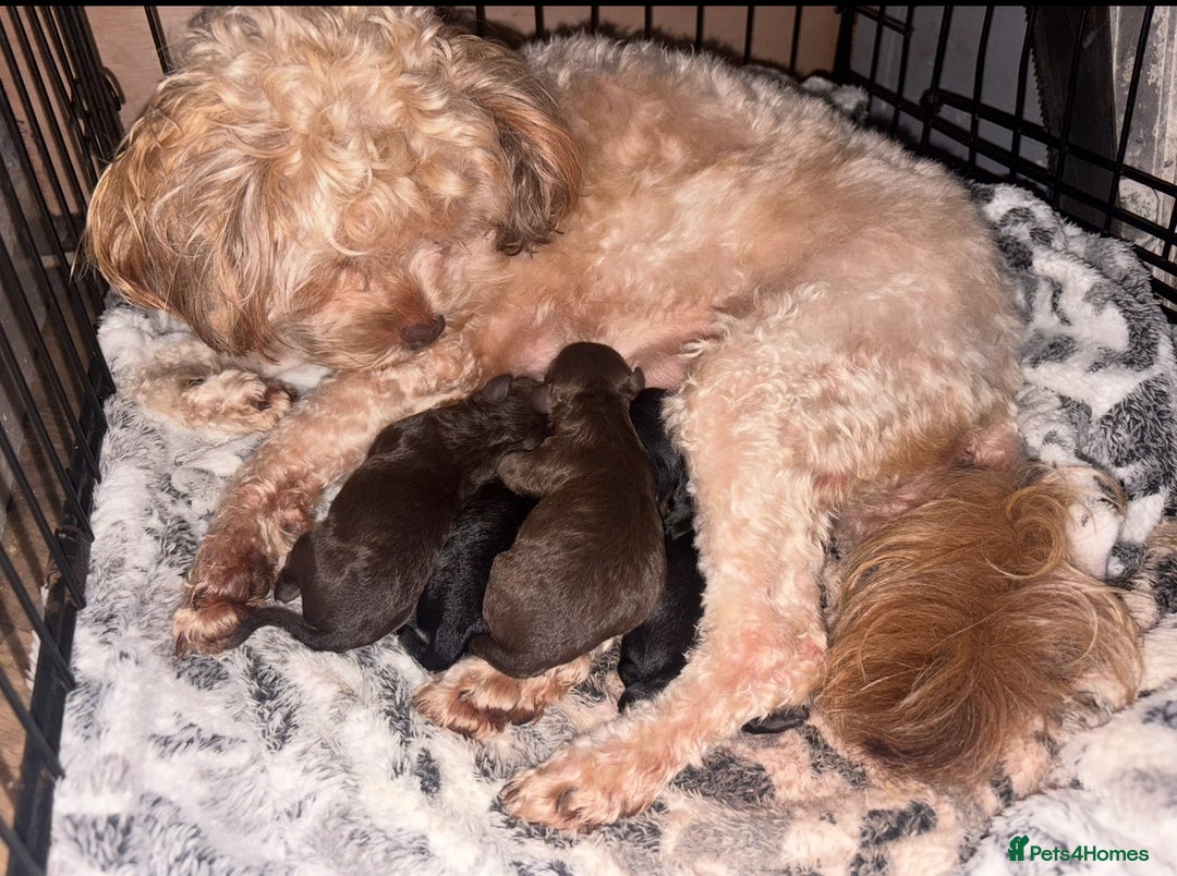 Shihpoo dogs for sale: Adorable F1B Shihpoo puppies ready NOW 🐾🐕🤍 - Image 6