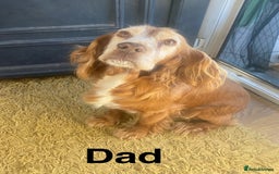 Cocker Spaniel dogs for sale: Cocker spaniel puppies for sale  - Image 3