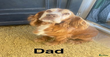 Cocker Spaniel dogs - Advert 3