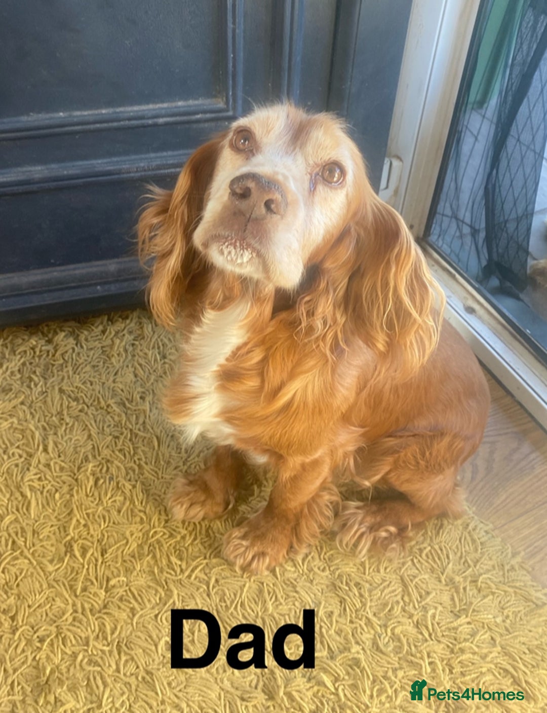 Cocker Spaniel dogs for sale: Cocker spaniel puppies for sale  - Image 3