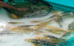 Koi Carp fish for sale: UK koi carp  - Image 2